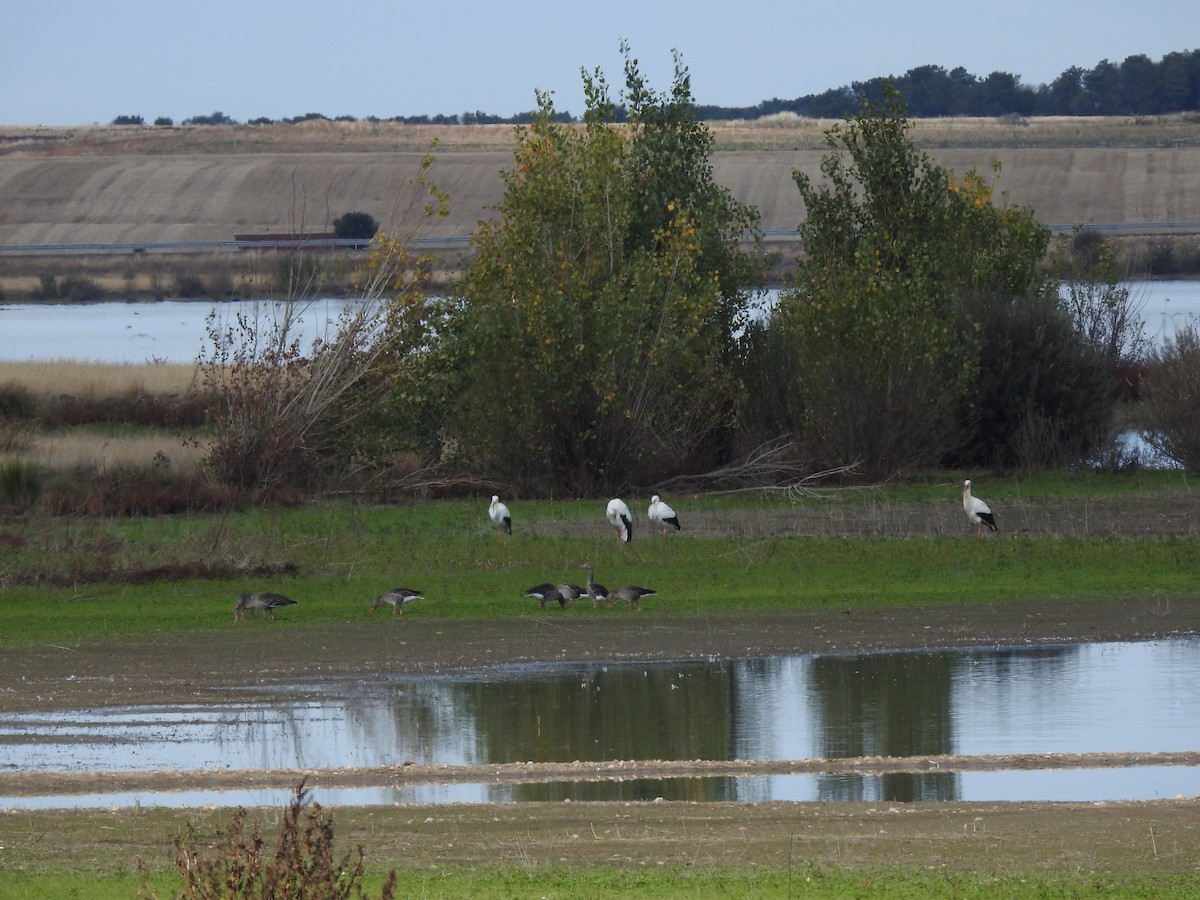 Бор галуу - ML644273140