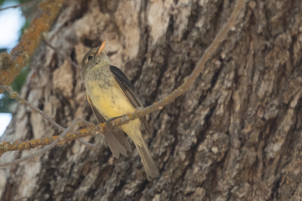 Western Flycatcher (Pacific-slope) - ML644273145