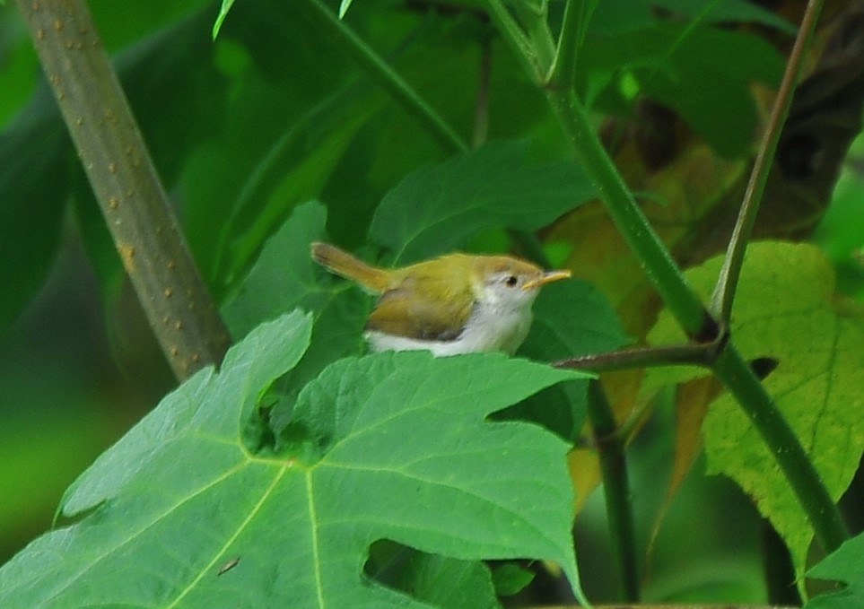 langstjertskredderfugl - ML644273146