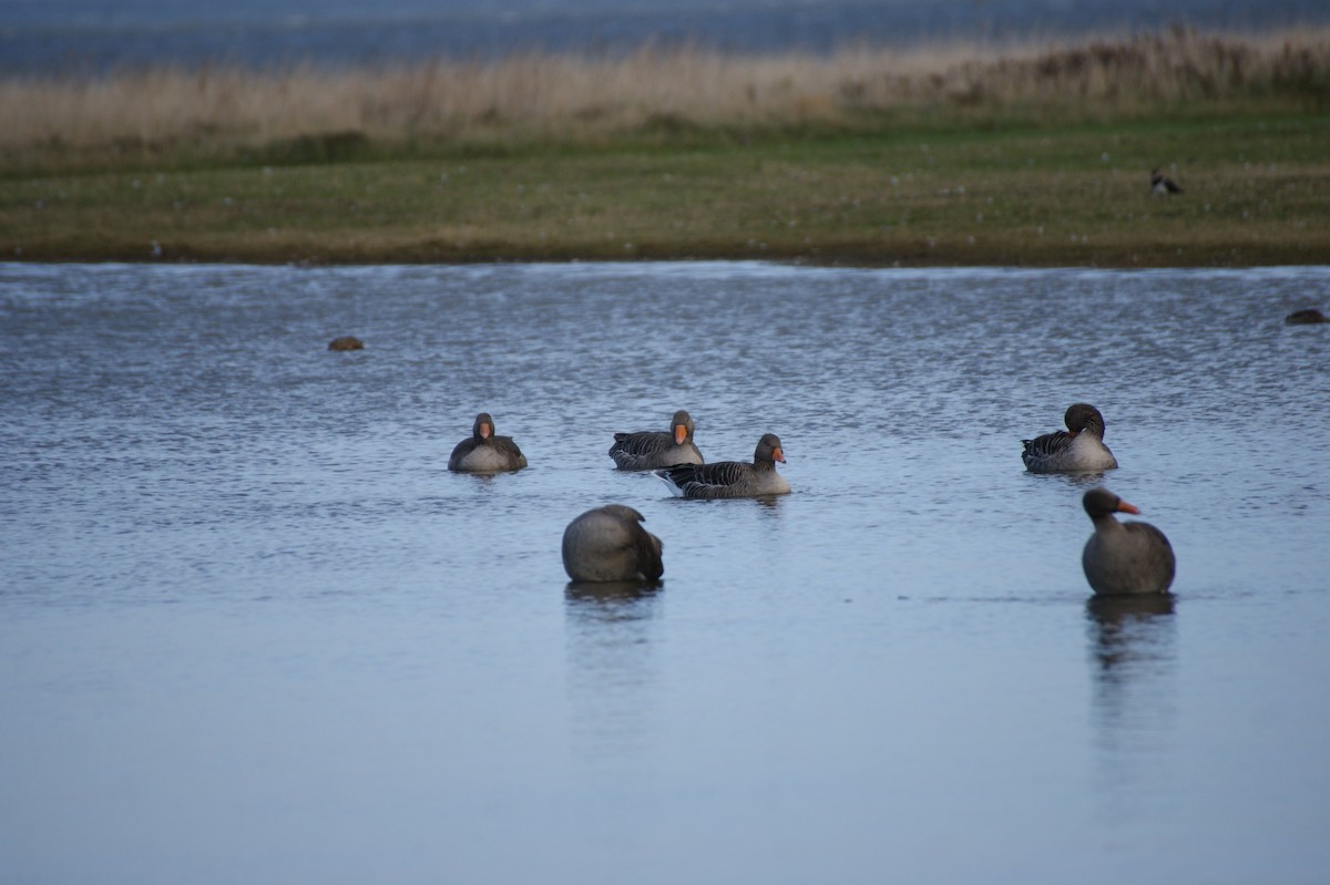 Graylag Goose - ML644273167