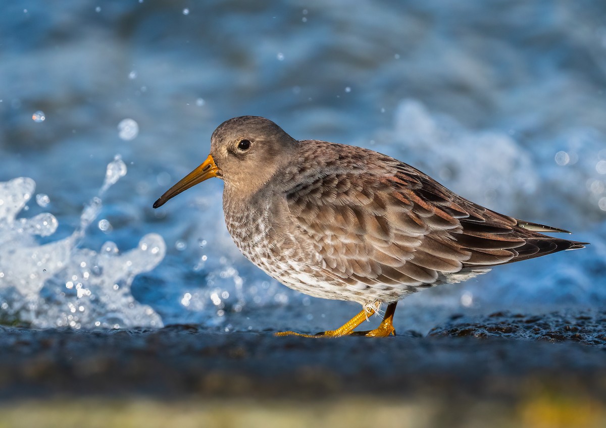 Purple Sandpiper - ML644273169