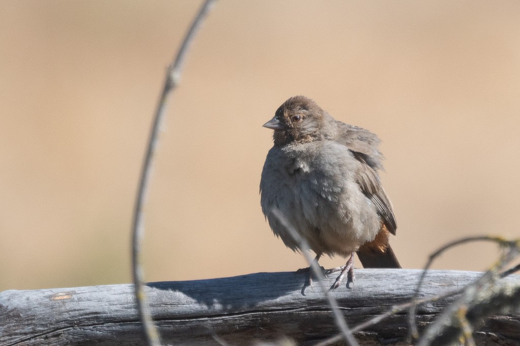 California Towhee - ML644273183