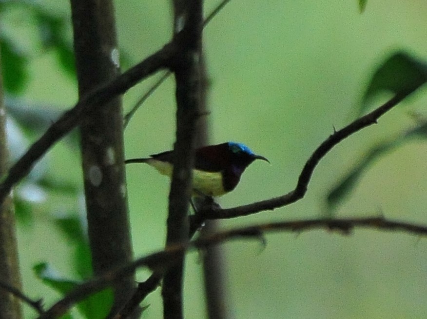 Crimson-backed Sunbird - ML644273191