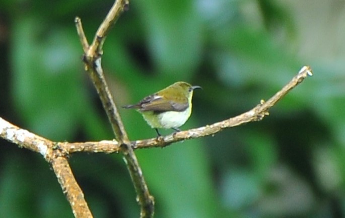 Crimson-backed Sunbird - ML644273192