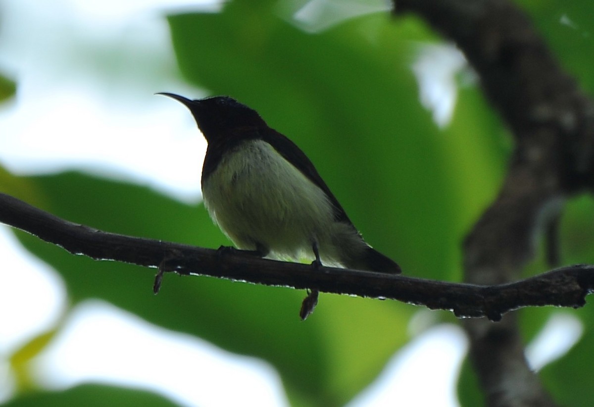 Crimson-backed Sunbird - ML644273193
