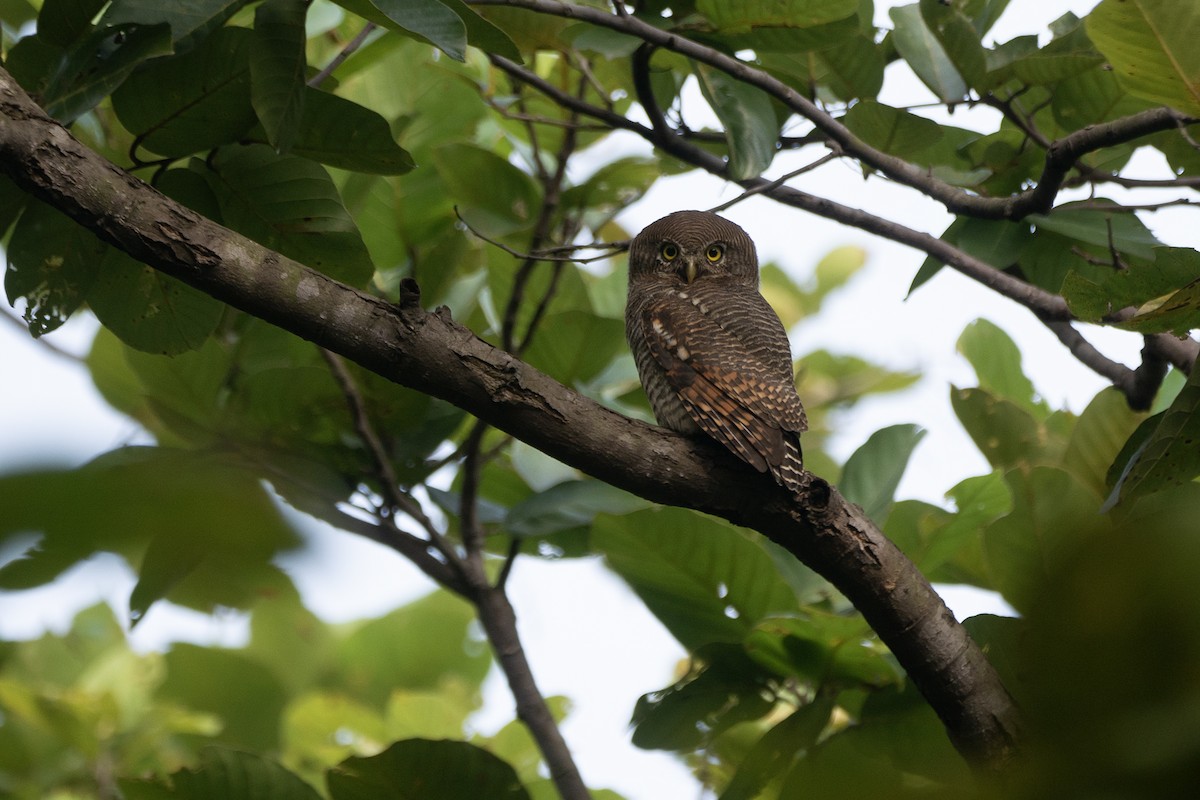 indiaugle - ML644273198