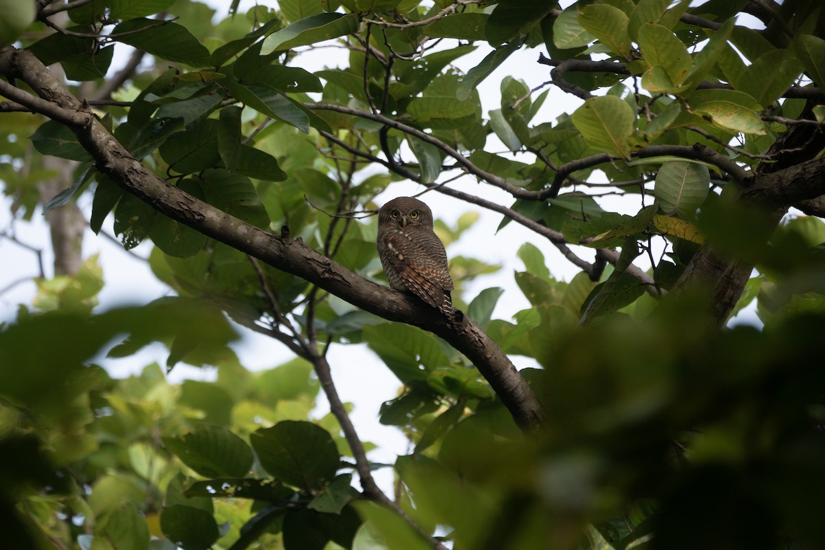 indiaugle - ML644273199