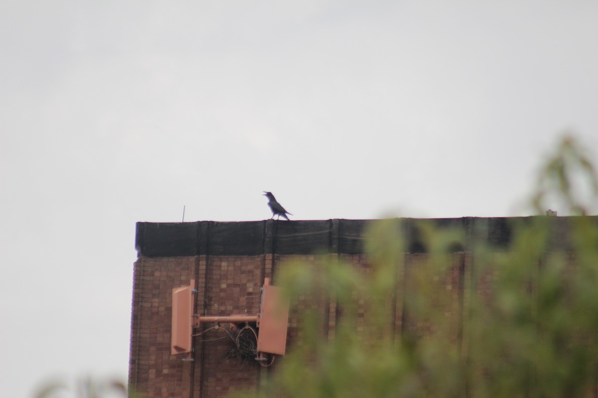 Cuervo Grande - ML644273219