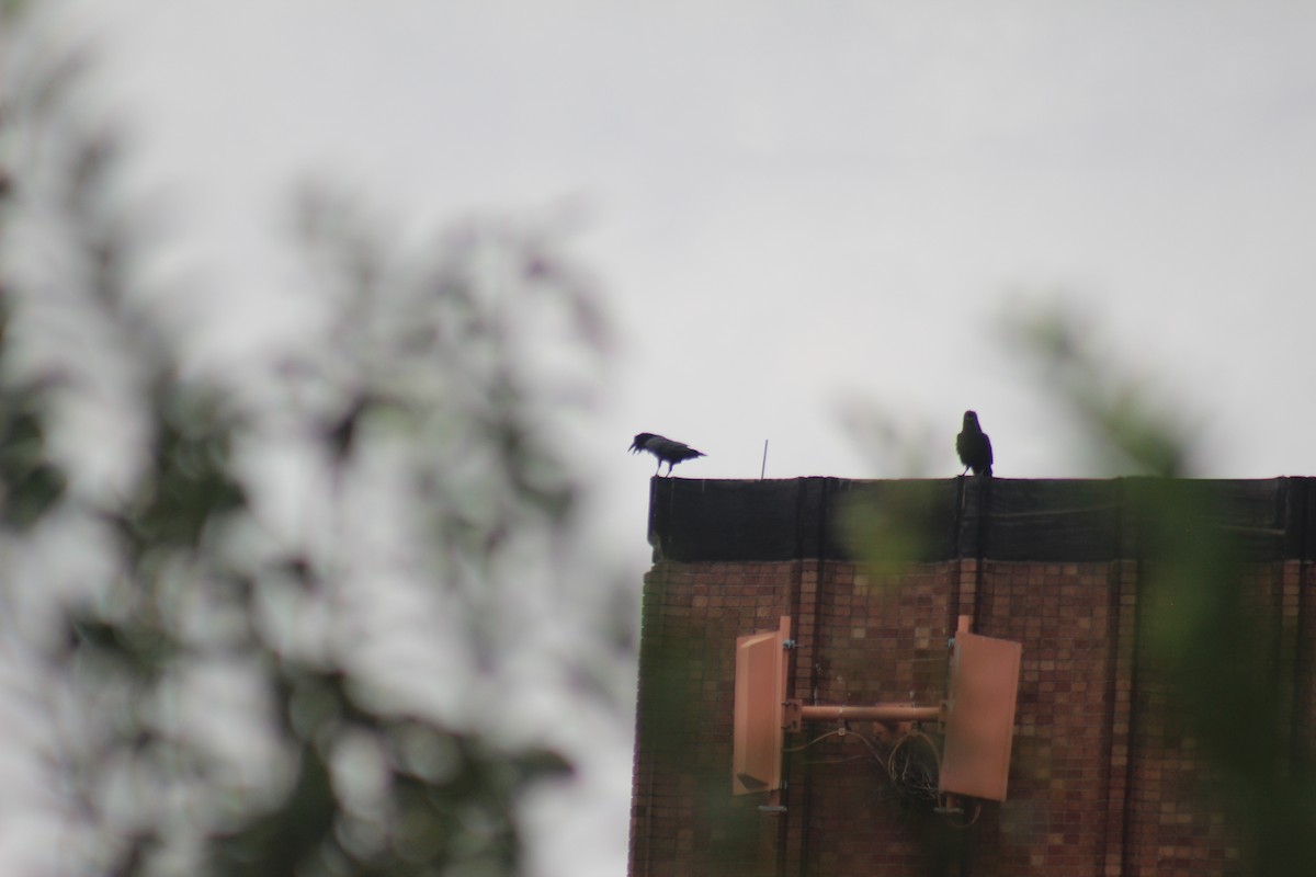 Cuervo Grande - ML644273223