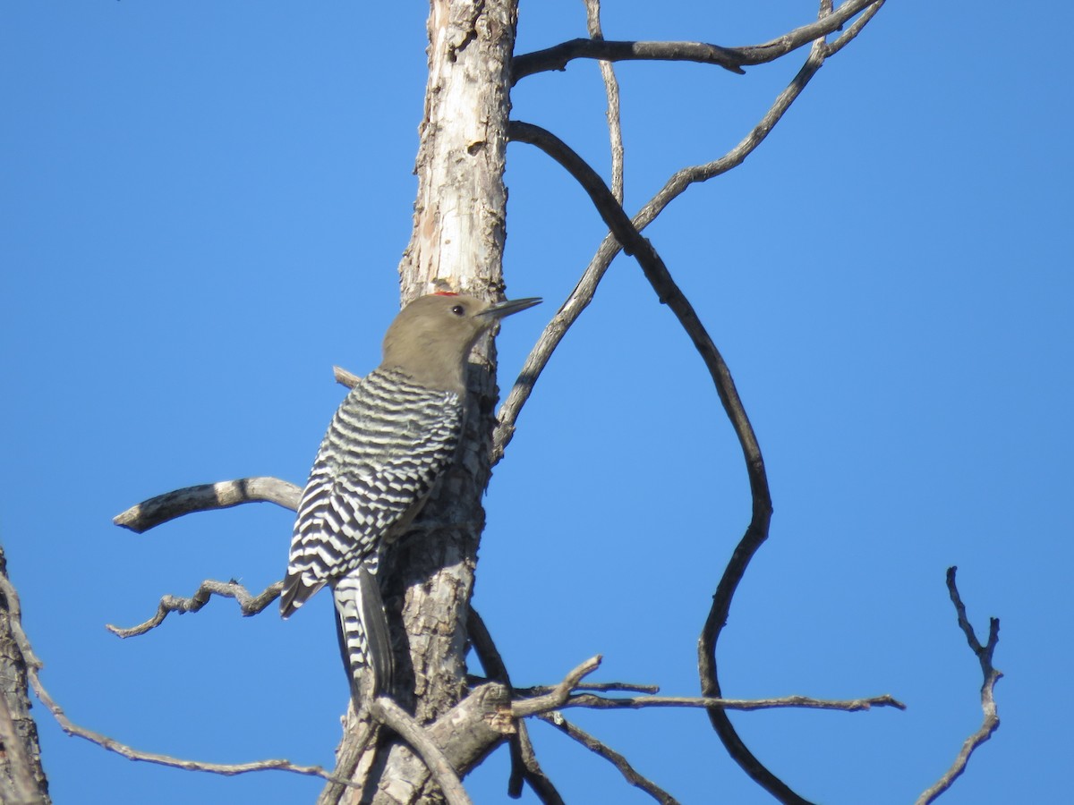 Gila Woodpecker - ML644273228