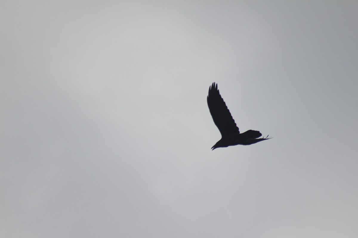 Cuervo Grande - ML644273231