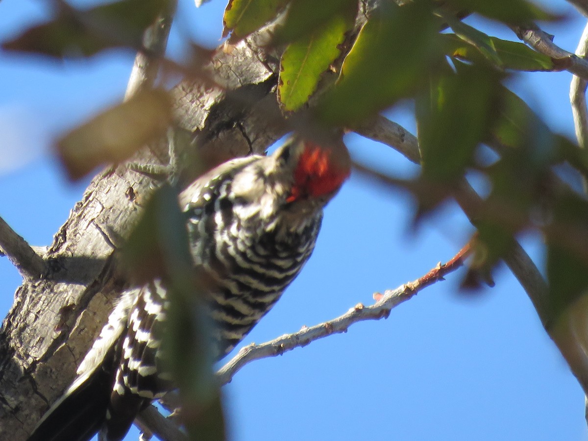 Ladder-backed Woodpecker - ML644273232