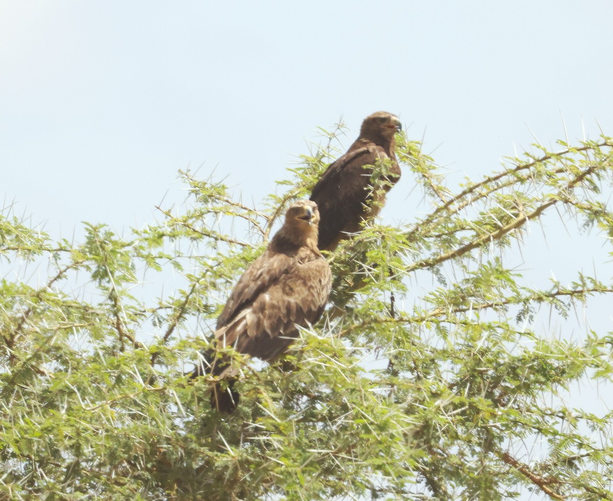 Savannenadler - ML644273244