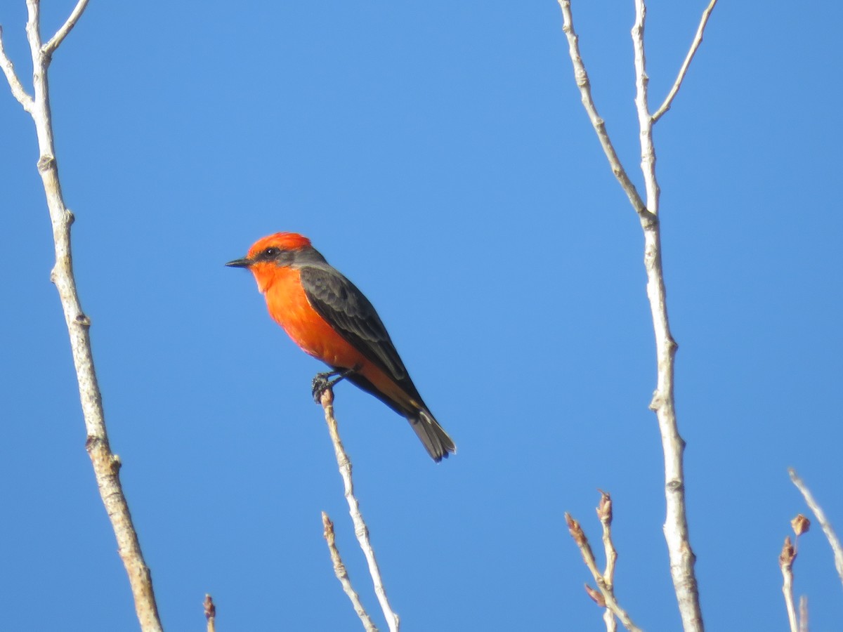 Vermilion Flycatcher - ML644273246