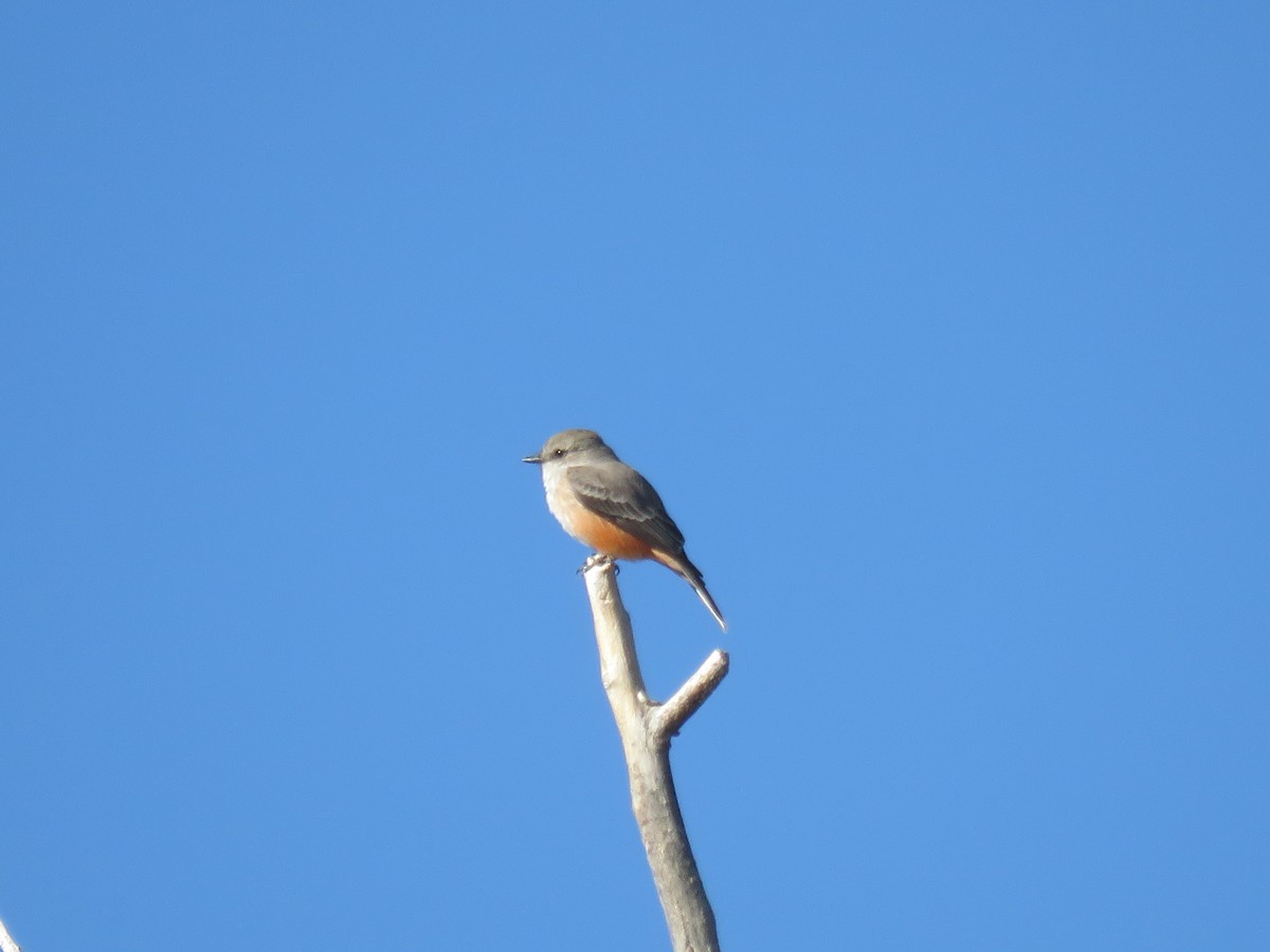 Vermilion Flycatcher - ML644273247