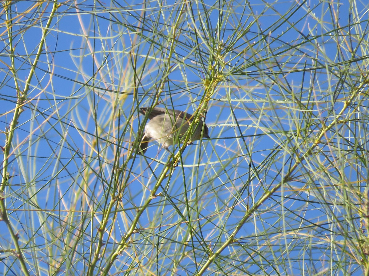 Verdin - ML644273253