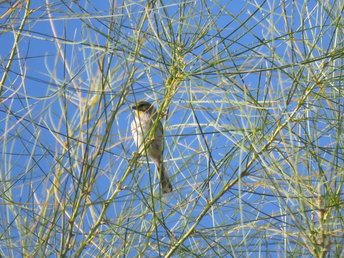 Verdin - ML644273254