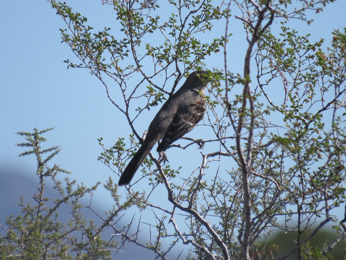 Northern Mockingbird - ML644273259