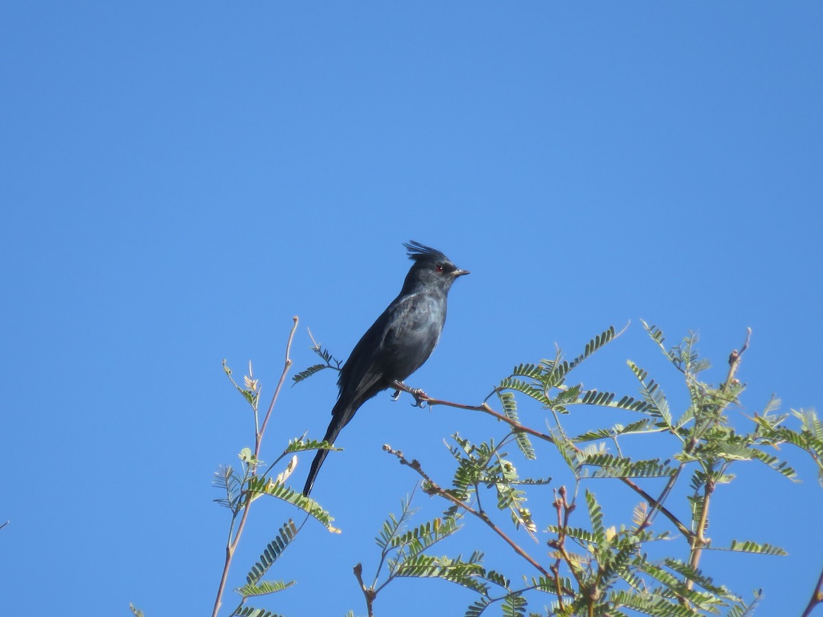 Phainopepla - ML644273264