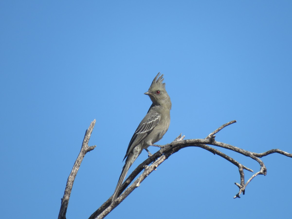 Phainopepla - ML644273265