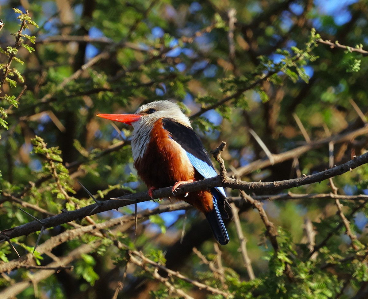 Alción Cabeciblanco - ML644273271