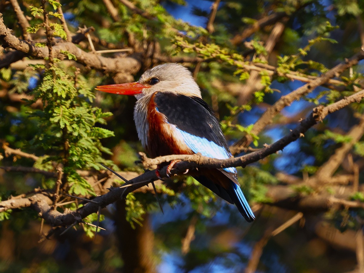 Alción Cabeciblanco - ML644273272