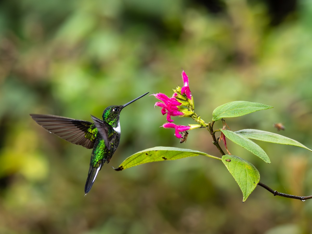 Collared Inca (Collared) - ML644273273