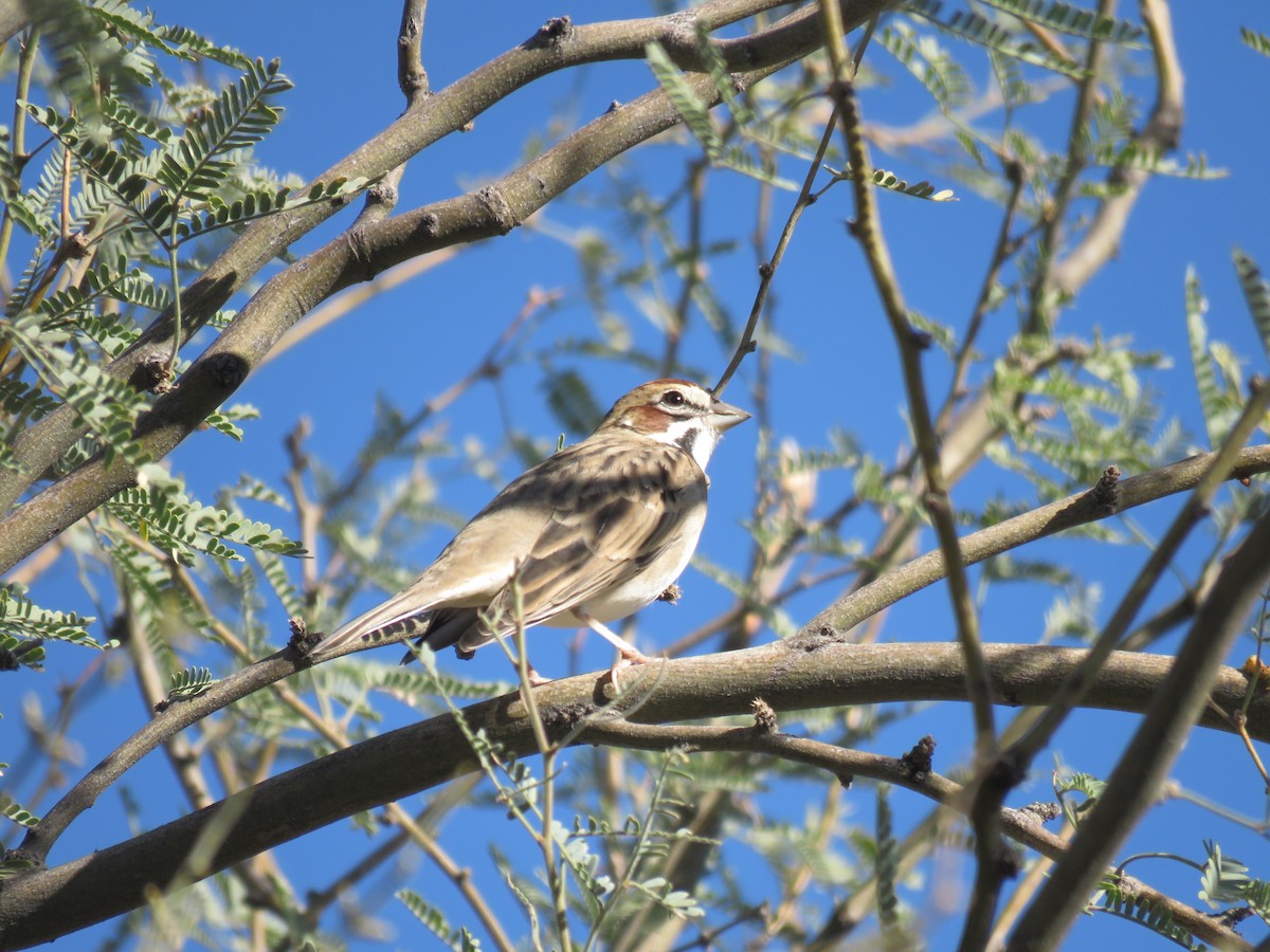 Lark Sparrow - ML644273275