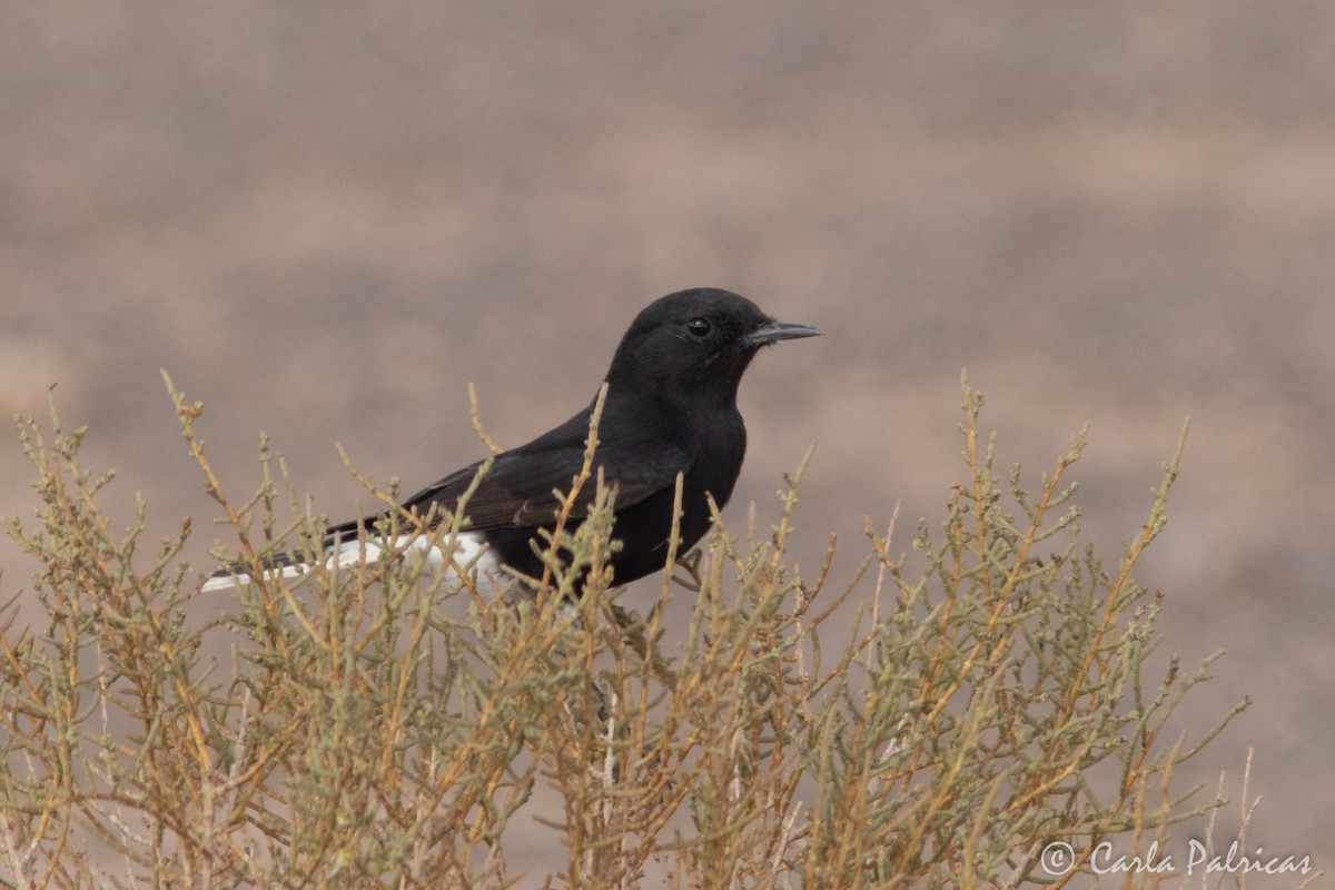 Saharasteinschmätzer - ML644273276