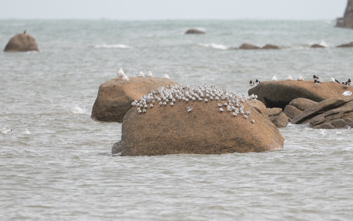 Sanderling - ML644273289