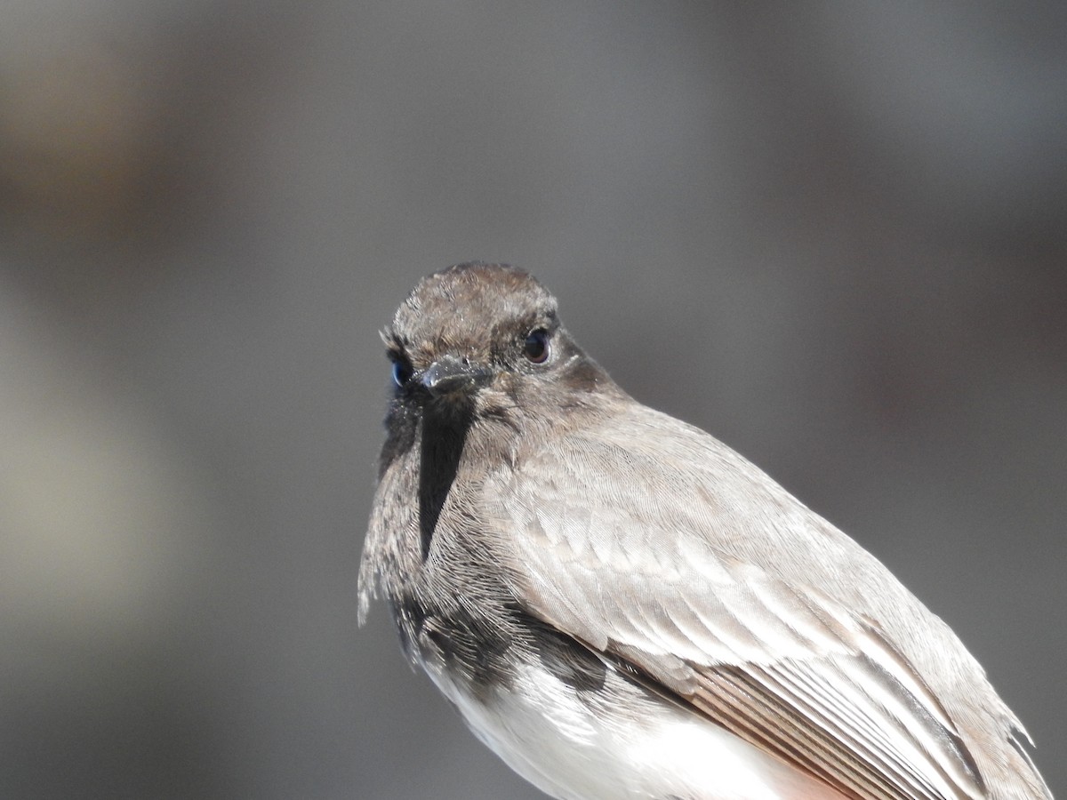 Black Phoebe - ML644273296