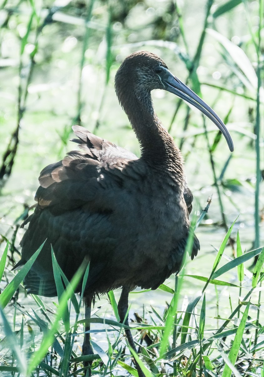 Glossy Ibis - ML644273301