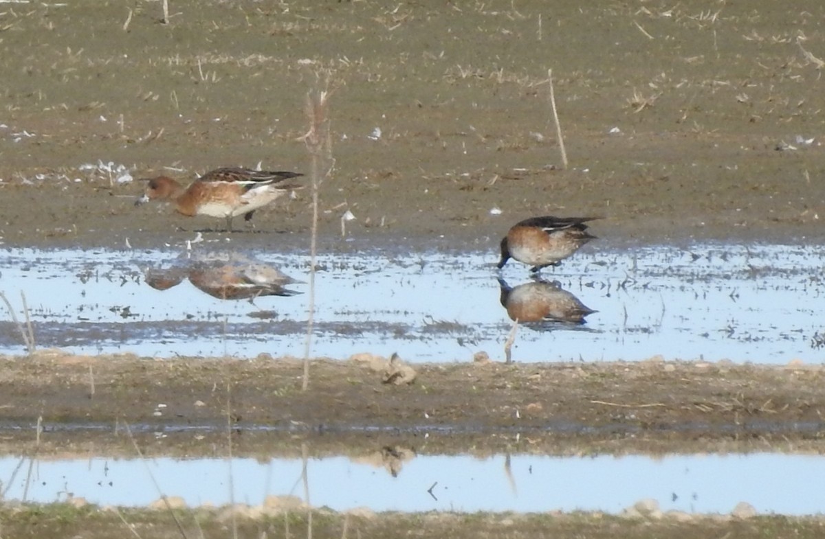 Зээрд нугас - ML644273308