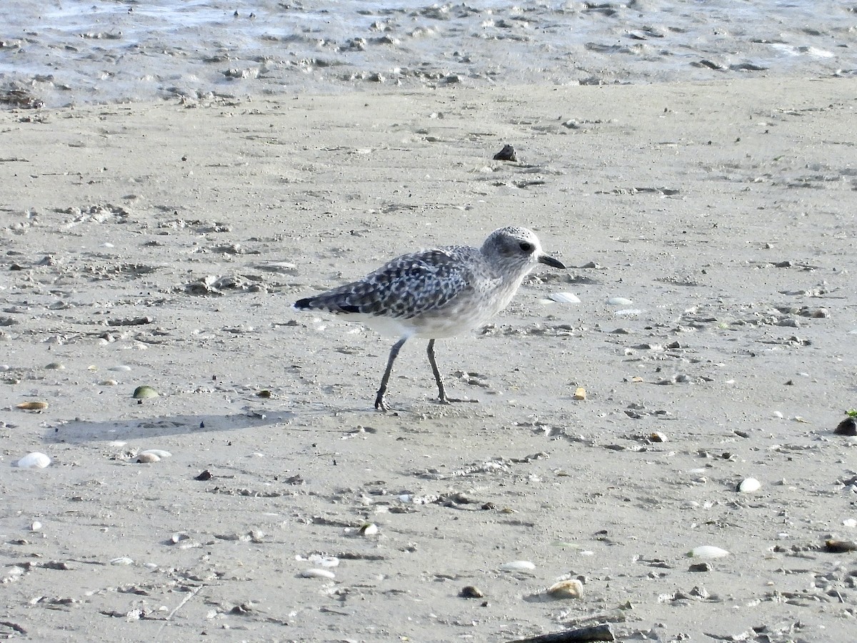 Black-bellied Plover - ML644273309