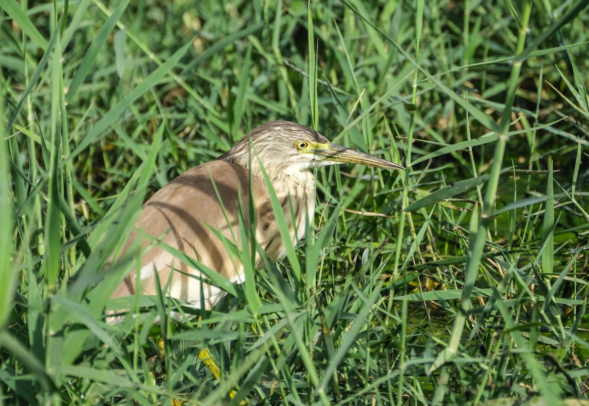 Squacco Heron - ML644273313