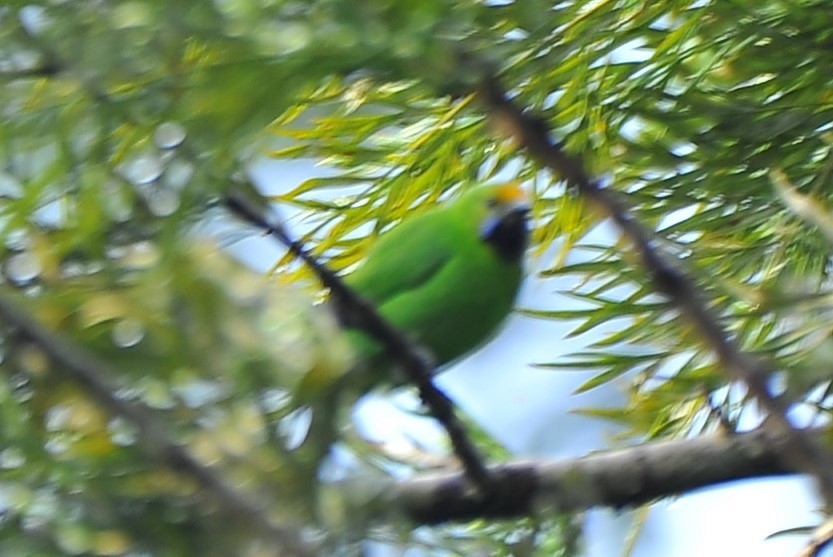 gyllenpannebladfugl - ML644273317