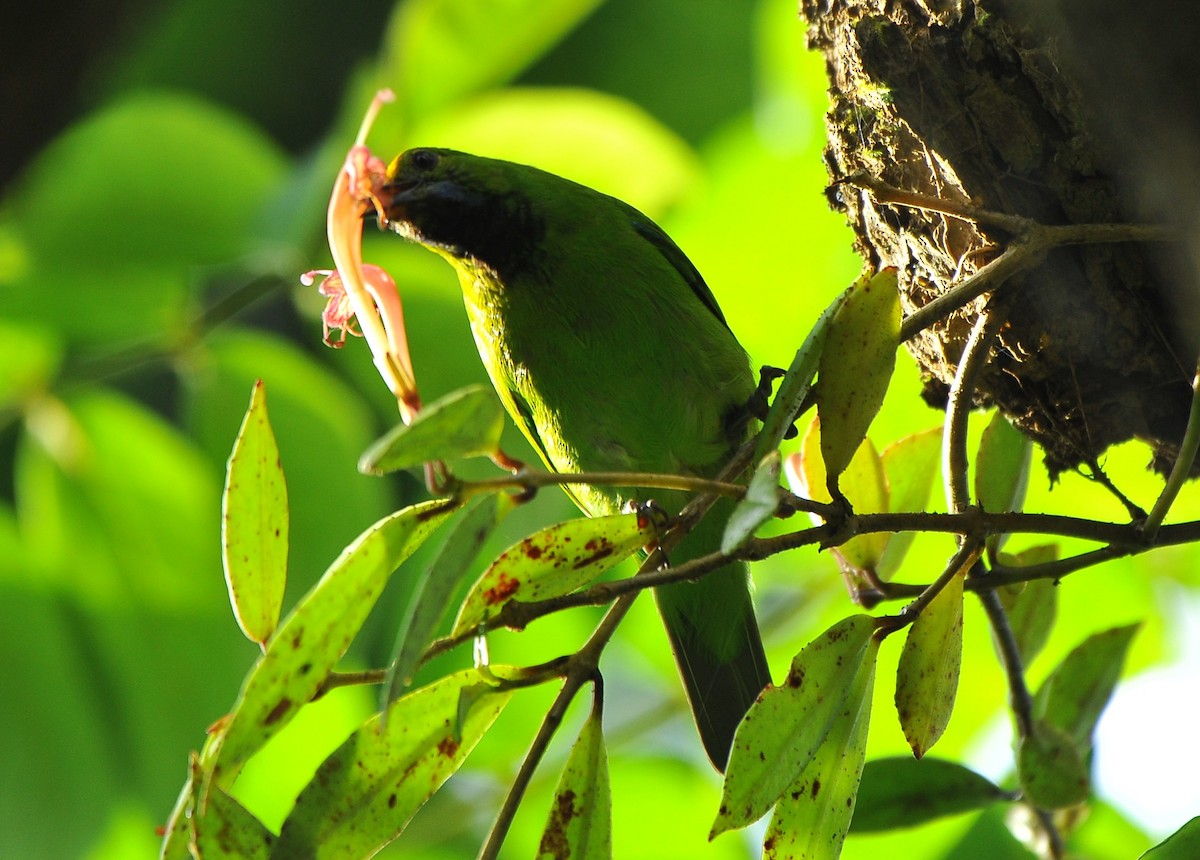 gyllenpannebladfugl - ML644273318