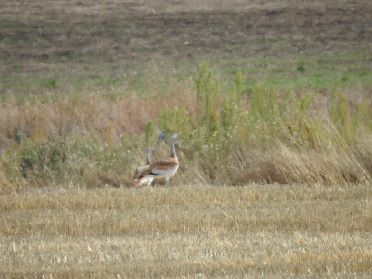 stortrappe - ML644273319