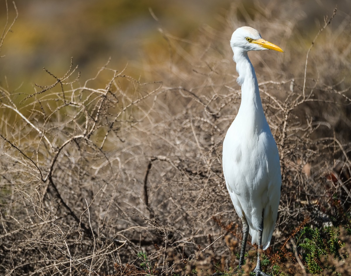 Western Cattle-Egret - ML644273325
