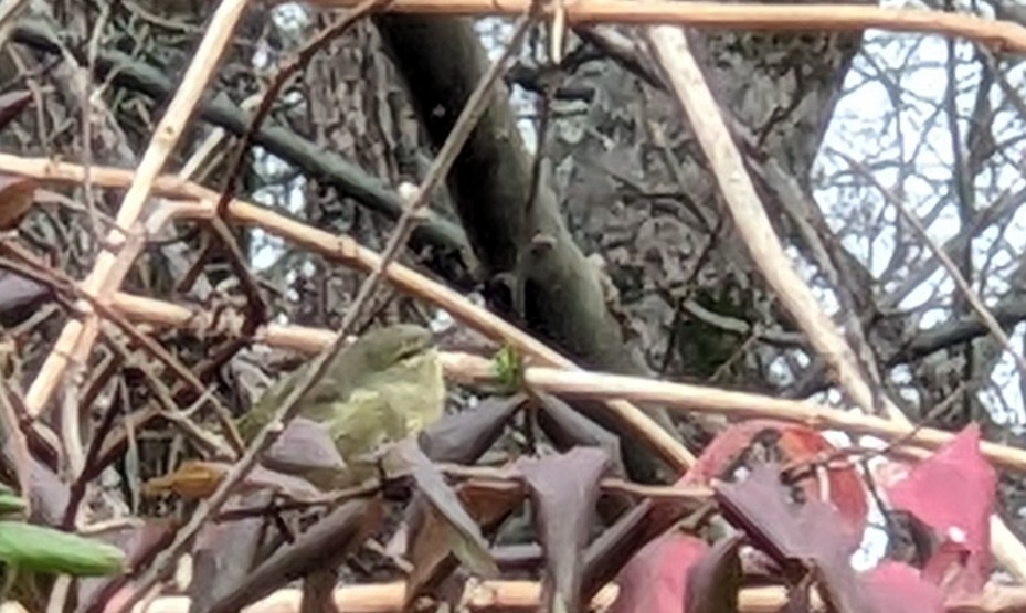 Paruline verdâtre - ML644273334