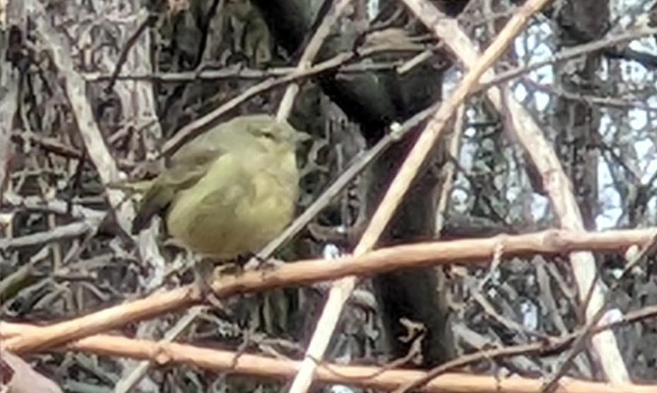 Paruline verdâtre - ML644273338