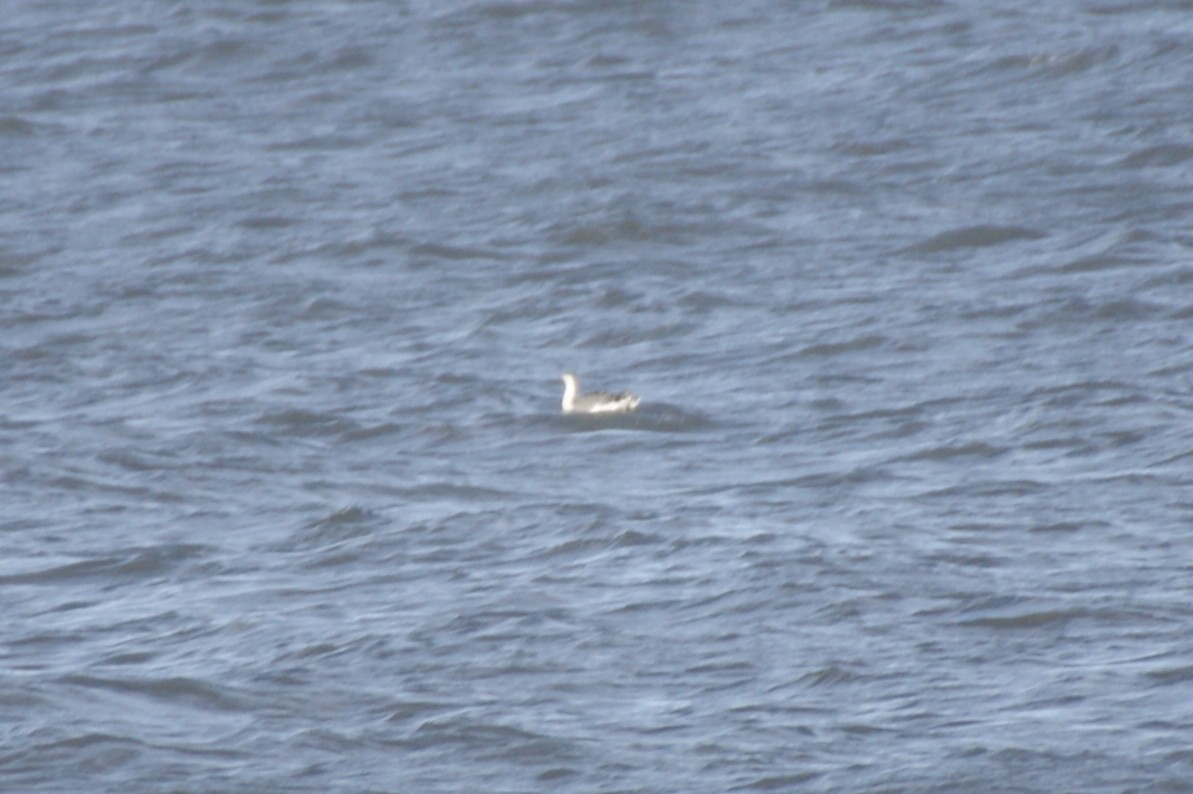 Plongeon catmarin - ML644273339