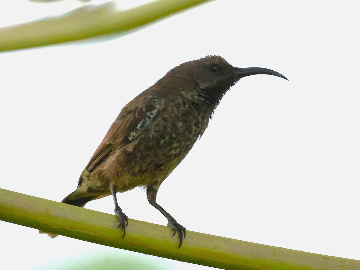 Amethyst Sunbird - ML644273341