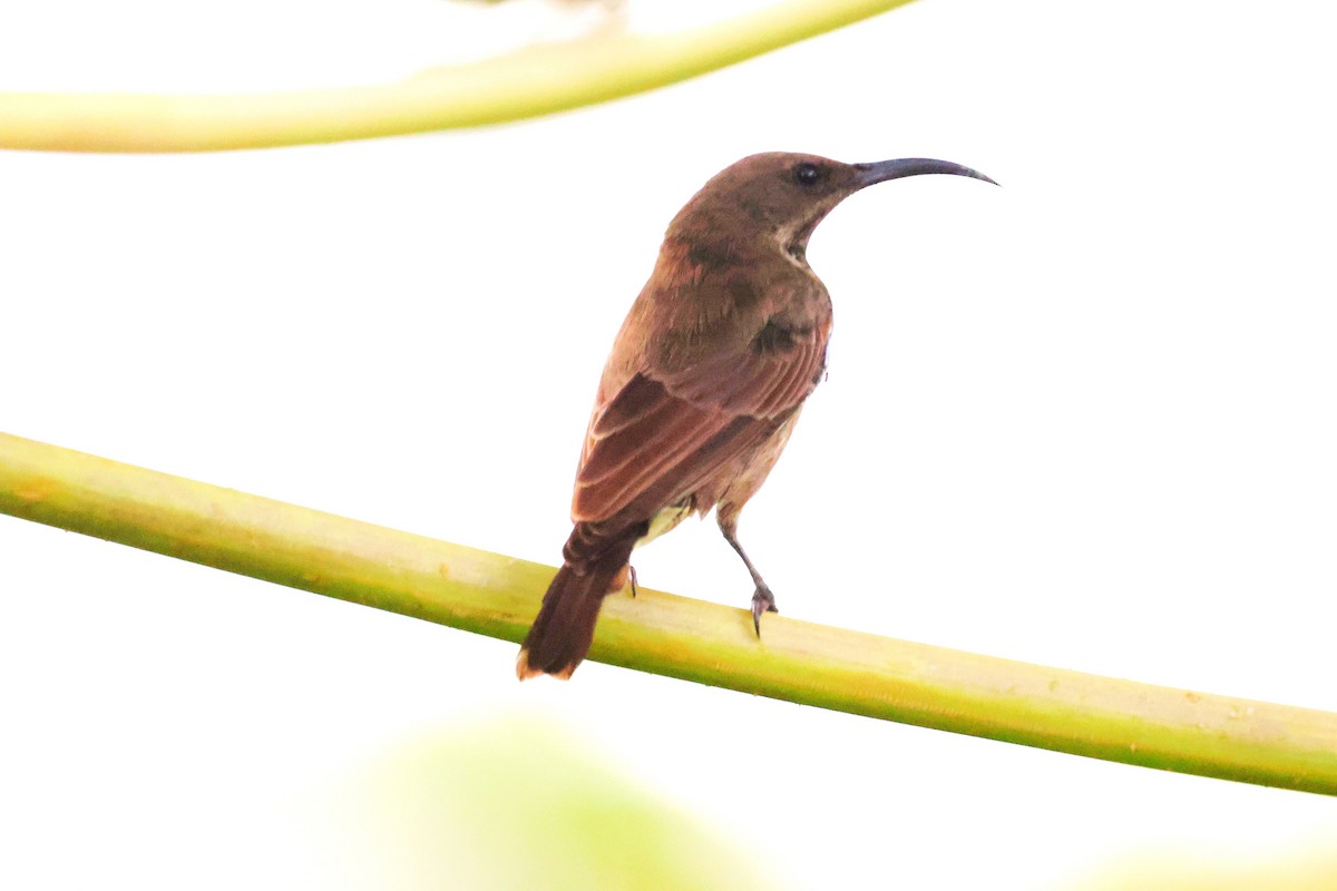 Amethyst Sunbird - ML644273342