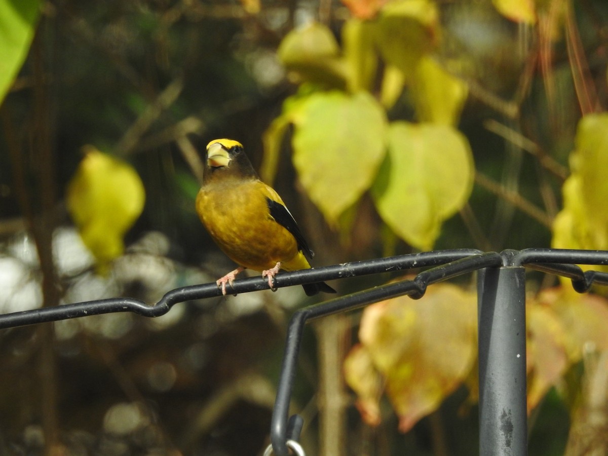 Evening Grosbeak - ML644273344