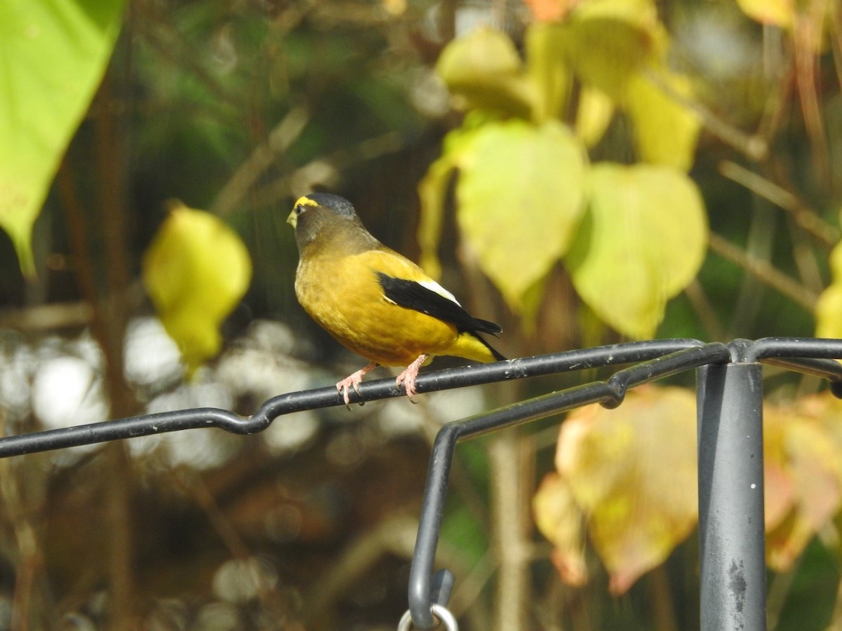 Evening Grosbeak - ML644273345