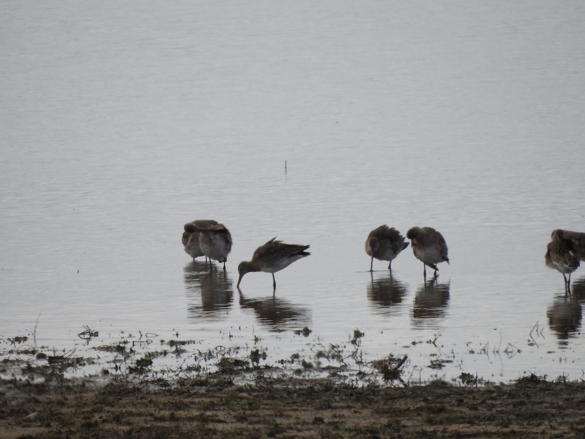 Морин цууцал - ML644273346