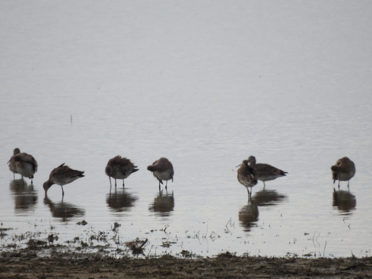 Морин цууцал - ML644273347