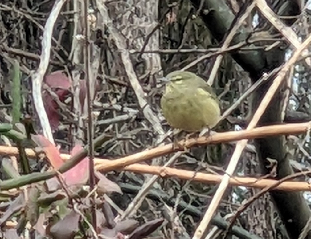 Paruline verdâtre - ML644273348