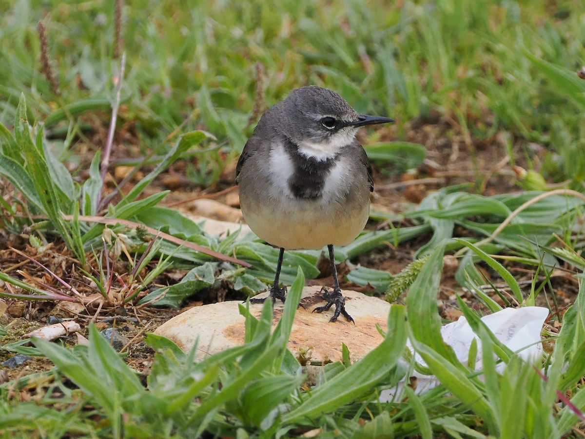 konipas jihoafrický - ML644273352